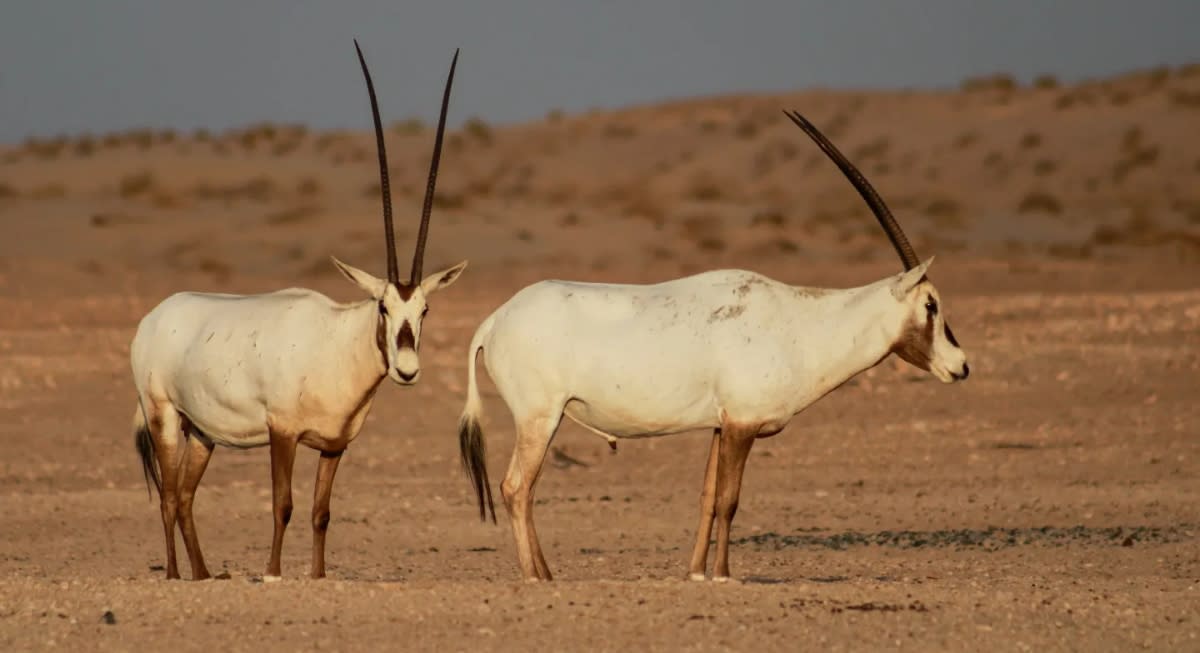 10 Species Brought Back From Near-Extinction - Image 4