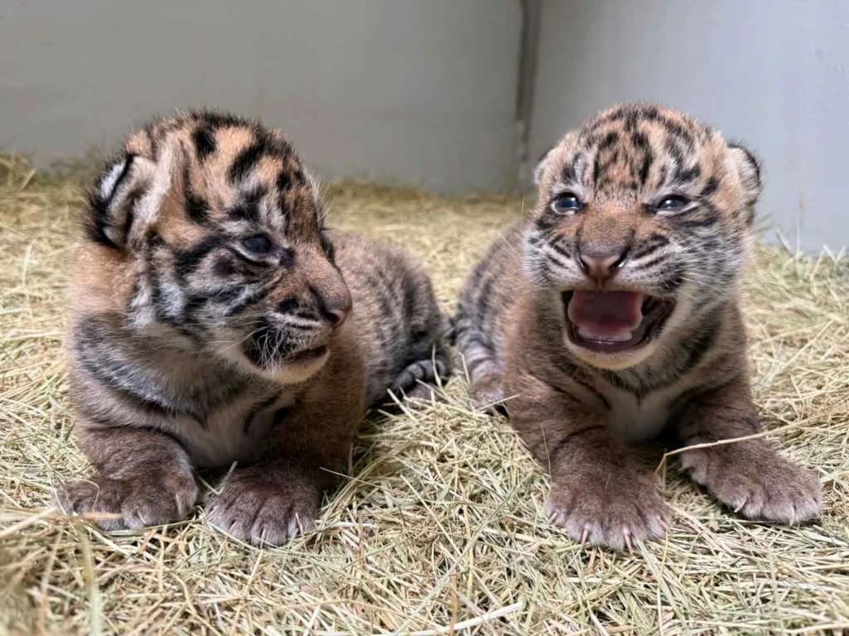 Dallas Zoo Names Tiger Cub, Saves Critically Endangered Species - Image 4