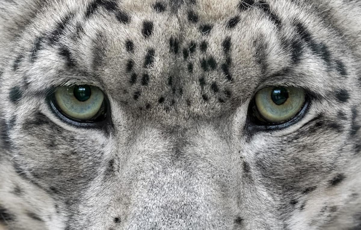 Massachusetts Zoo Saves Snow Leopards 4,000 Miles Away - Image 3