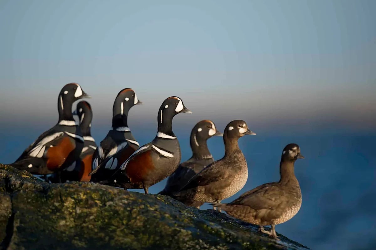 Tufted puffin with orange beak perched on rocky Oregon coastline surrounded by green vegetation