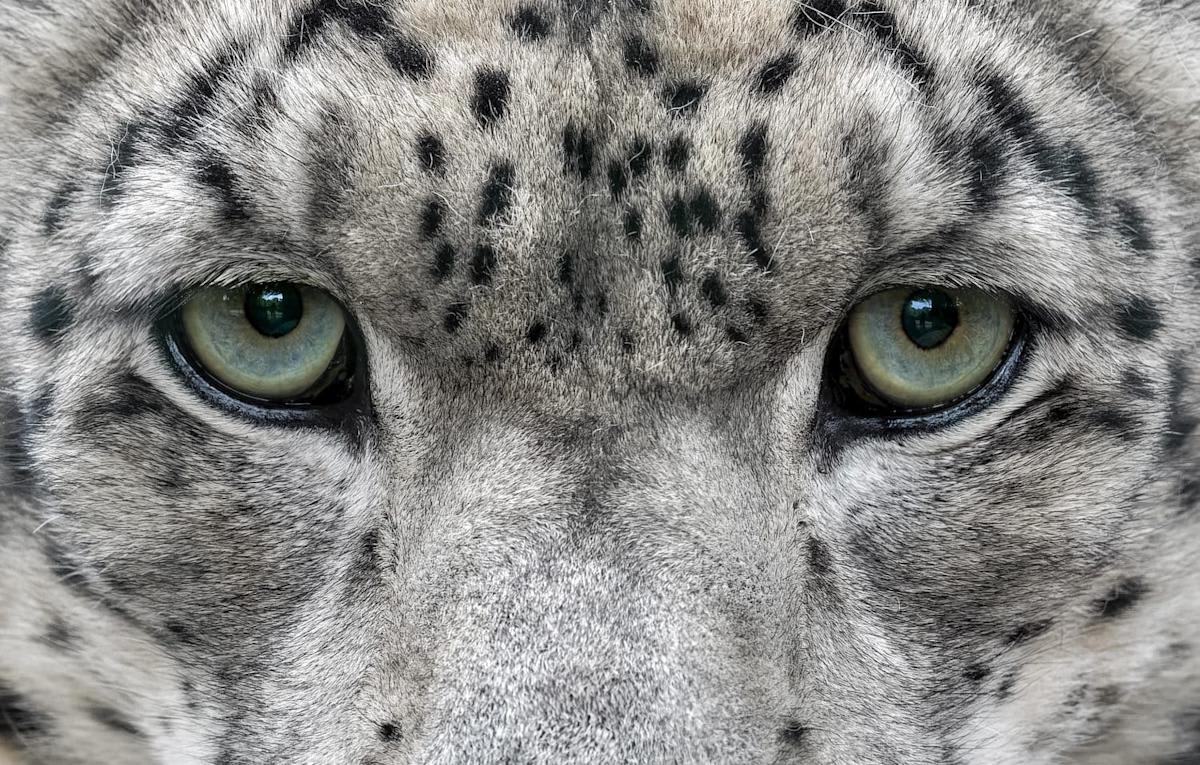 Close-up of snow leopard with piercing eyes looking directly at camera in mountain habitat