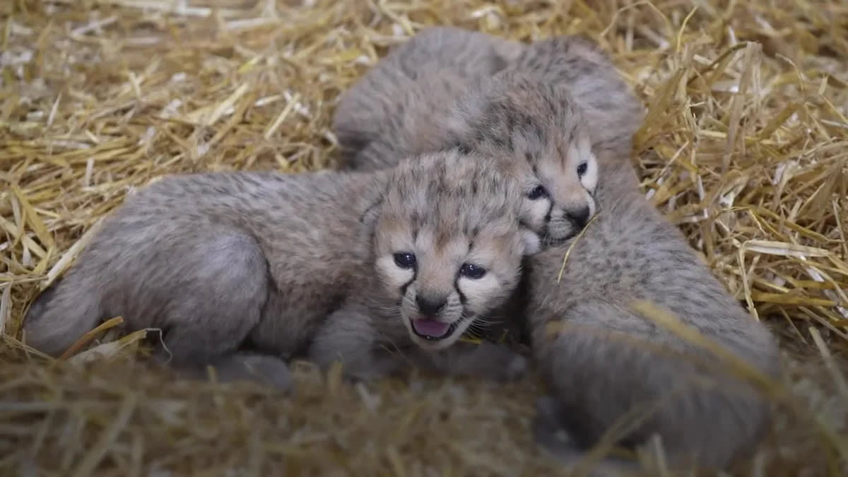 Four Rare Cheetah Cubs Born at Yorkshire Wildlife Park