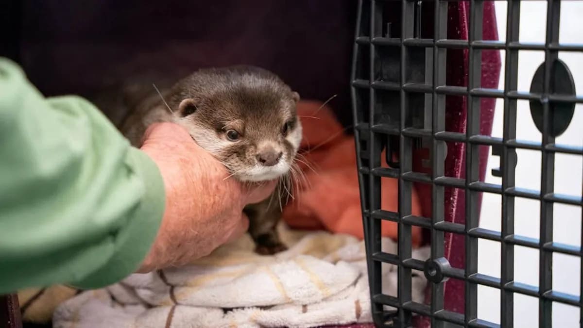 Splash the Asian small-clawed otter wearing a harness for underwater search and rescue missions