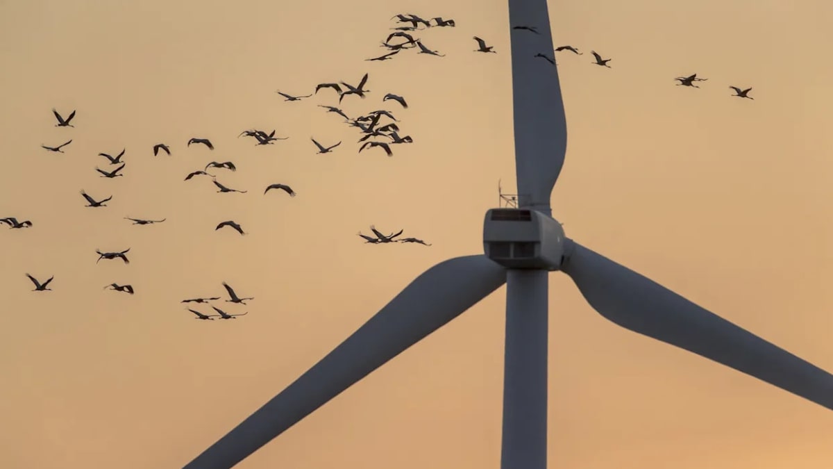 Paint Job Makes Wind Turbines Safer for Birds - Image 2