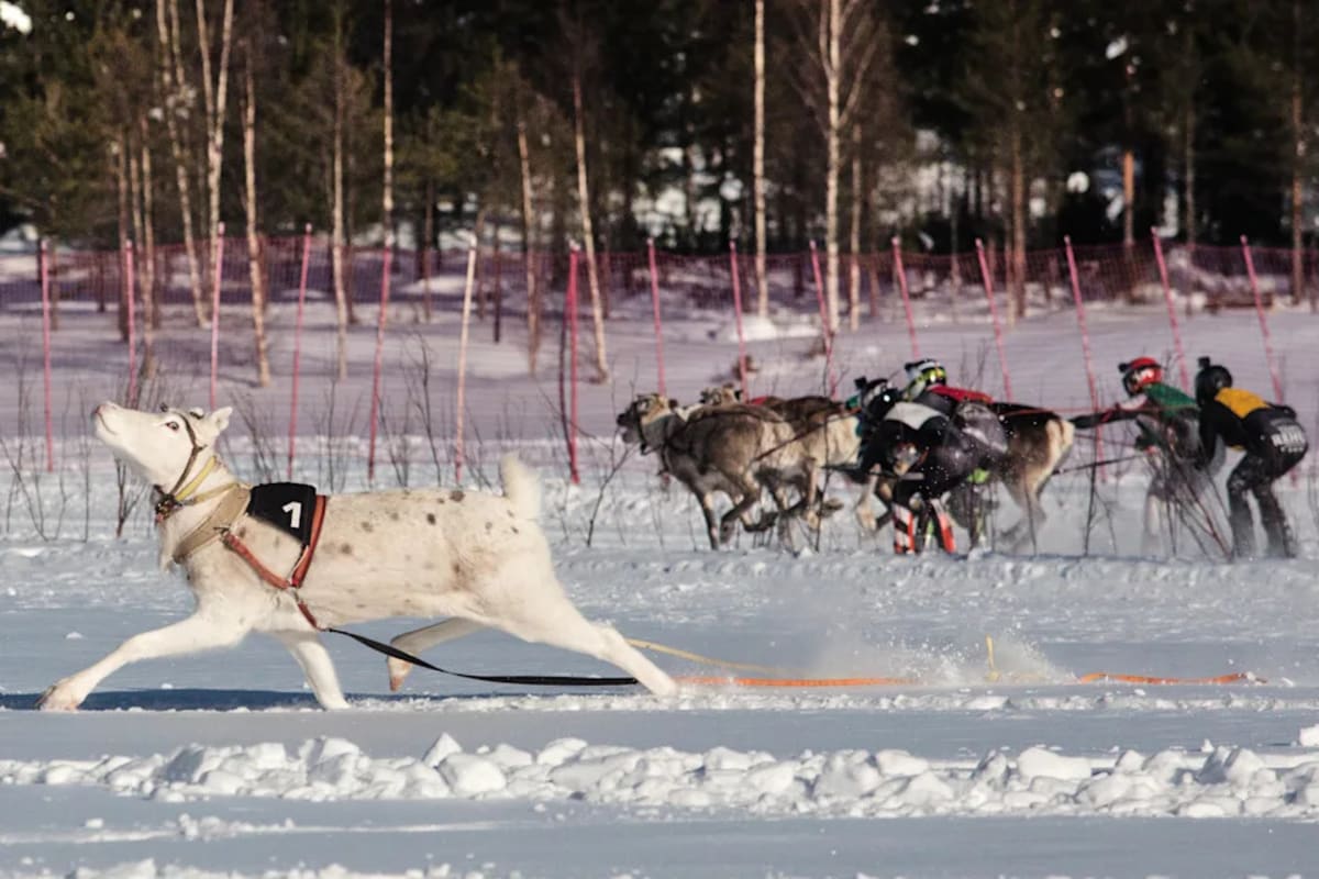 Finland's Frozen Lake Hosts Traditional Reindeer Racing - Image 4