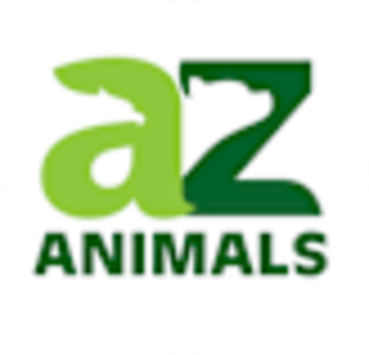 Massachusetts Zoo Saves Snow Leopards 4,000 Miles Away - Image 2