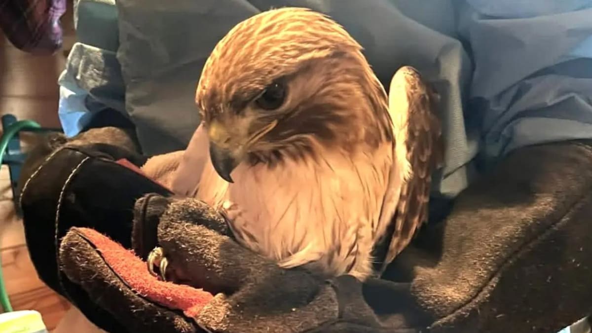Injured Pennsylvania Hawk Gets 'Feisty' at Rescue Center - Image 3