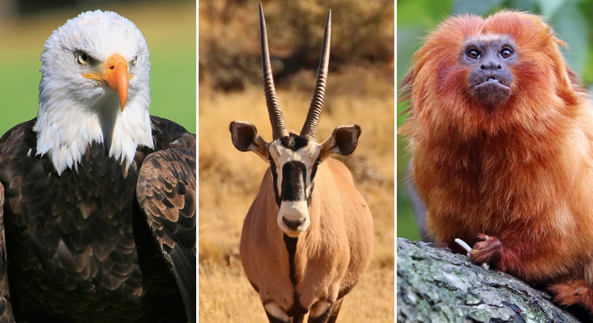 10 Species Brought Back From Near-Extinction