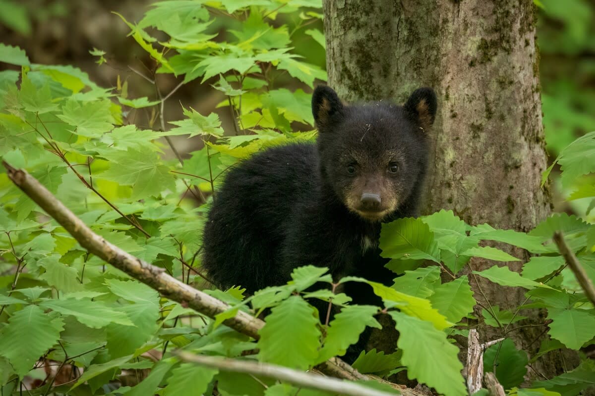 Tiny newborn black bear cub with closed eyes drinking from bottle at wildlife center