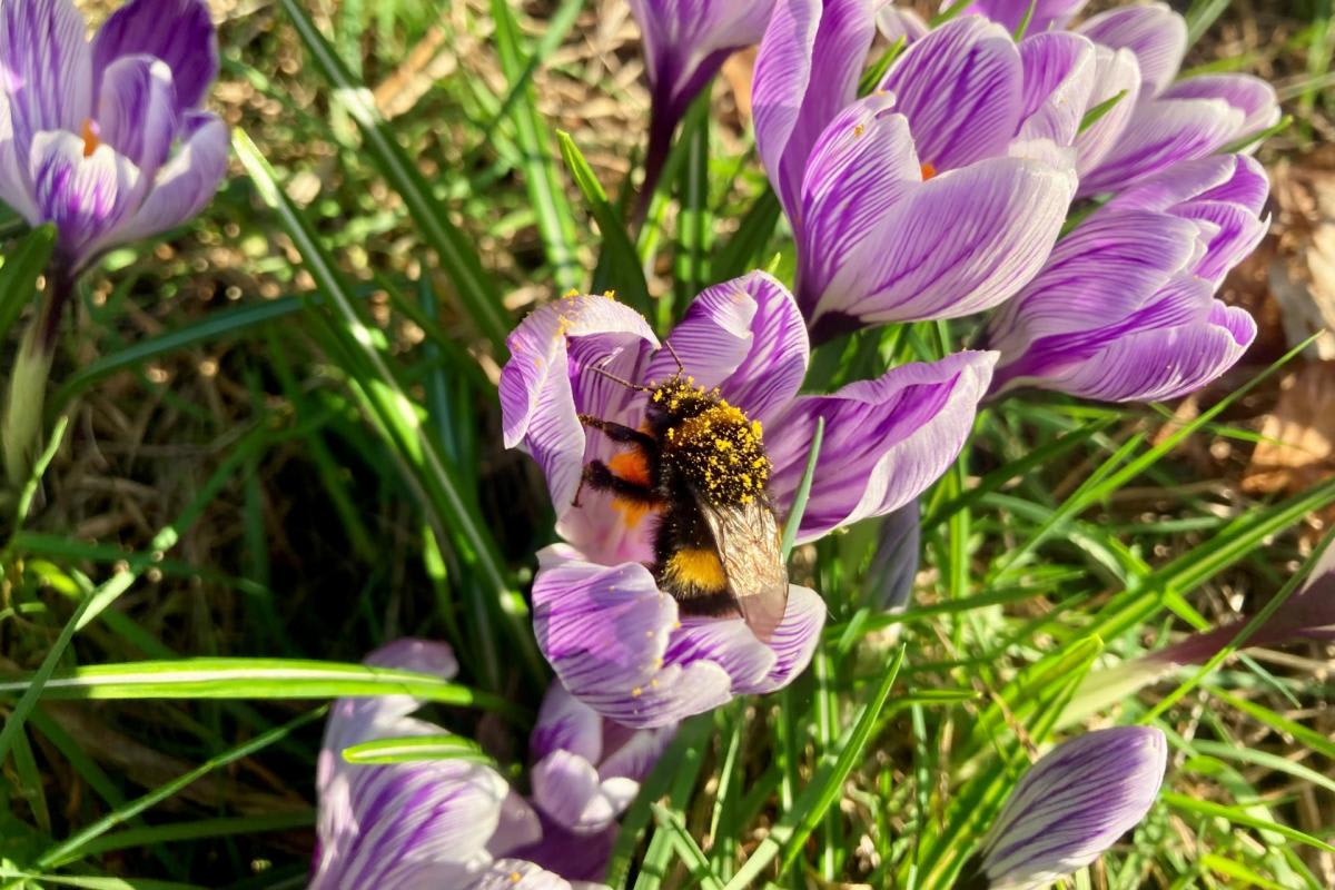 UK Parks Foundation Doubles Donations to Save Pollinators