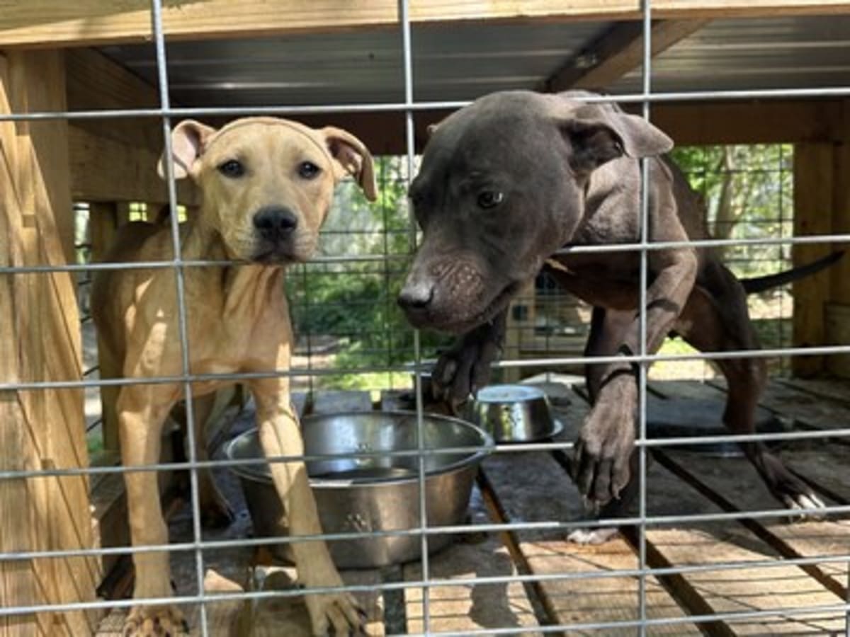 Eight Pit Bulls Rescued from Abandoned Tennessee Property