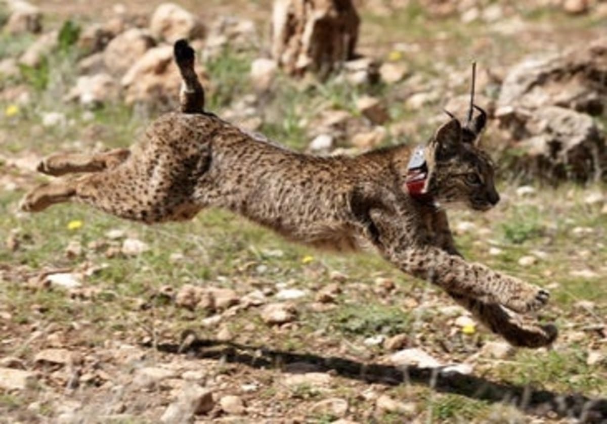 Four Rare Iberian Lynx Cubs Born Wild in Southern Spain - Image 2