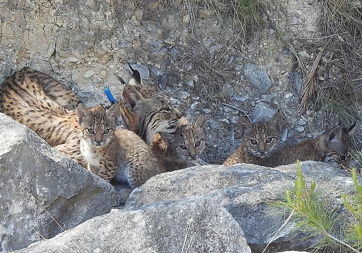 Four Rare Iberian Lynx Cubs Born Wild in Southern Spain