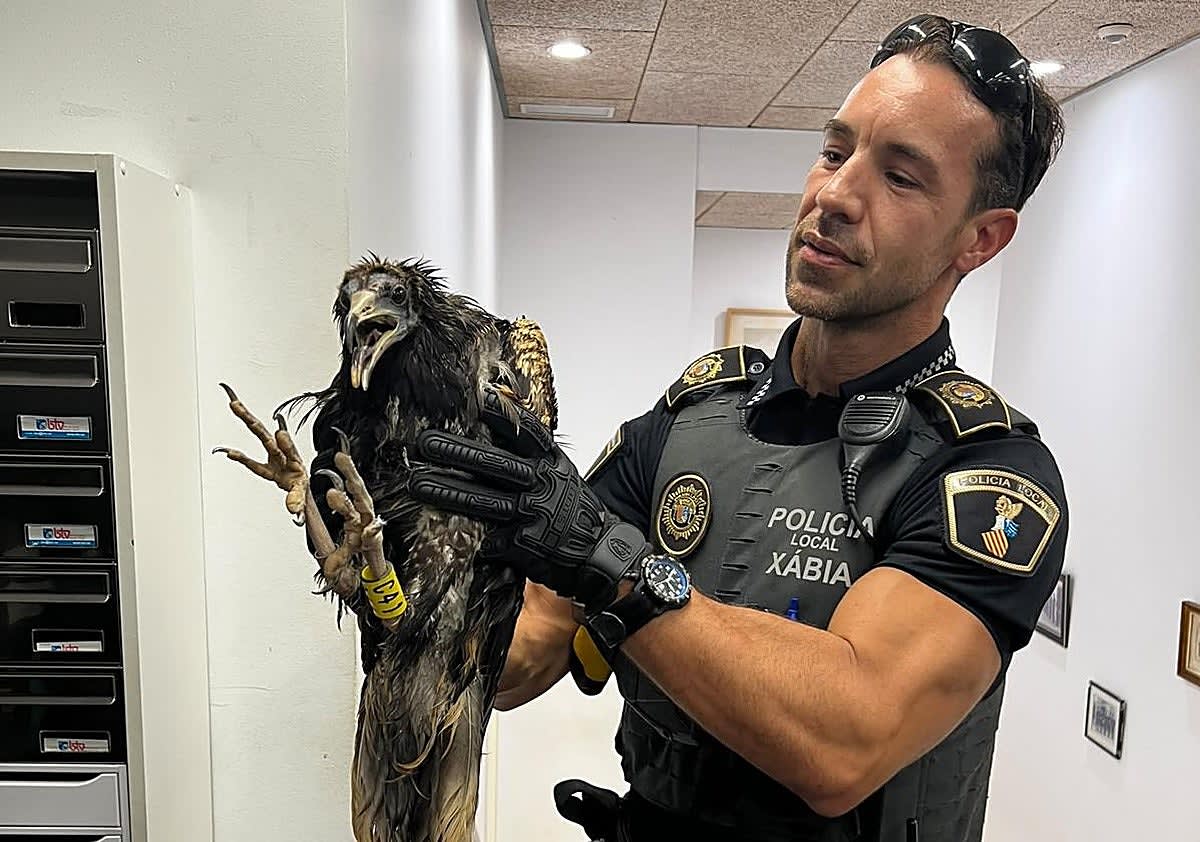 Endangered Egyptian Vulture Rescued in Spain Storm