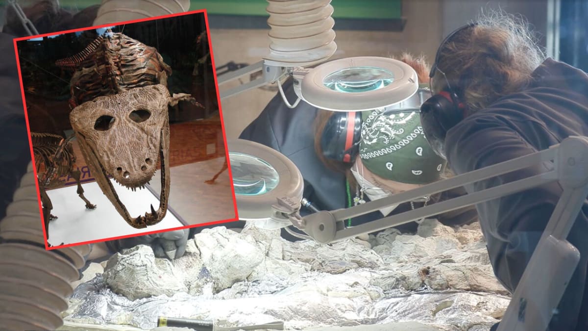 Volunteers carefully cleaning ancient Mastodonsaurus fossil bones under ultraviolet light in laboratory