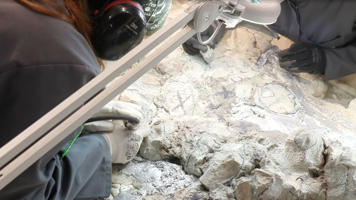 2,000 Volunteers Help Restore 240-Million-Year-Old Fossil - Image 5