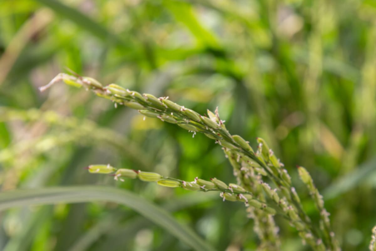 Rice plant panicles with open spikelets during flowering stage showing natural defense structures