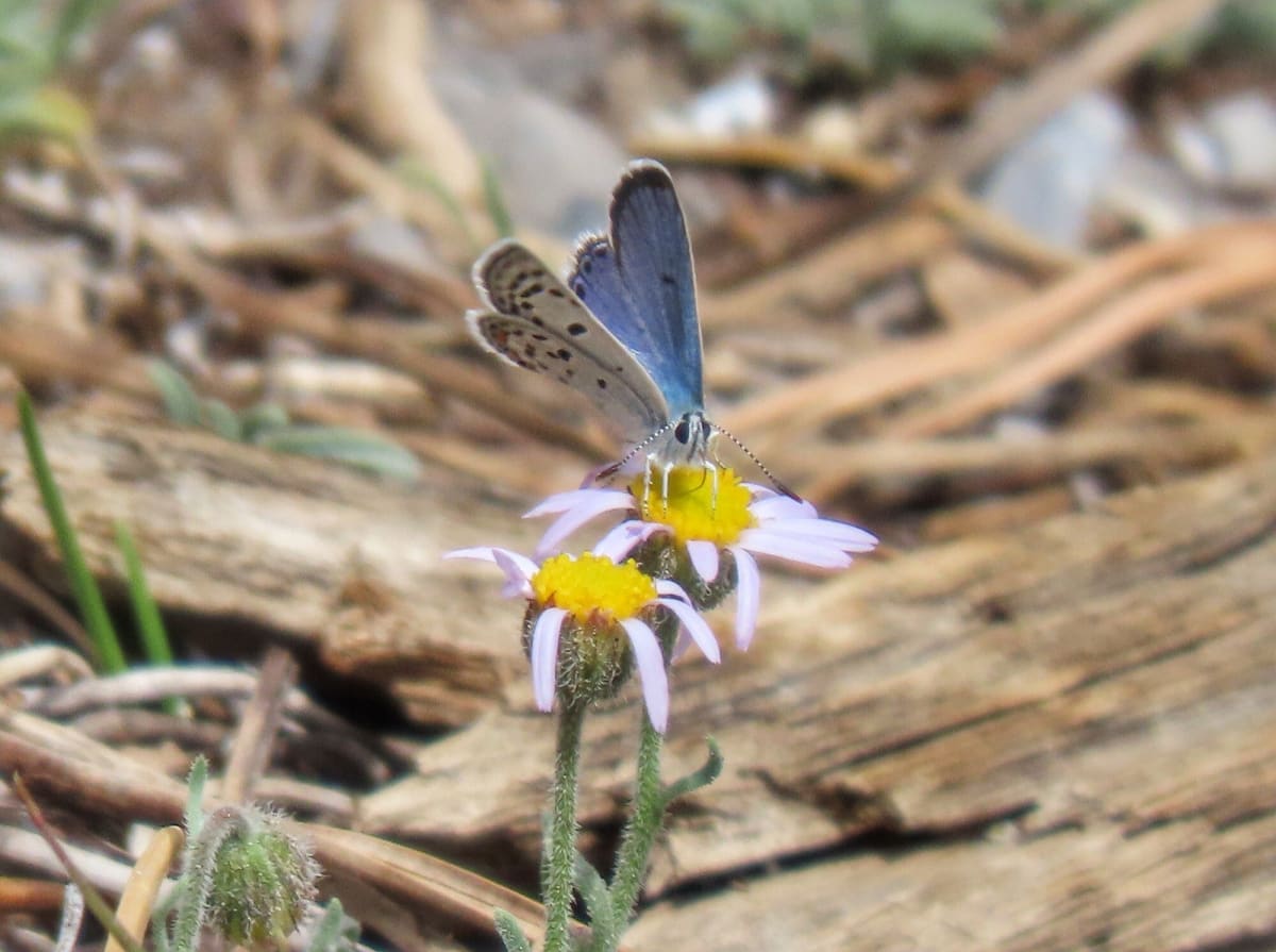 New Bill Targets $20M to Save America's Rarest Species