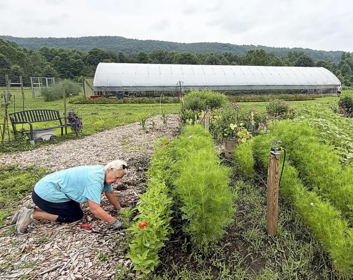 Pennsylvania Garden Feeds Thousands, Seeks More Helpers - Image 2