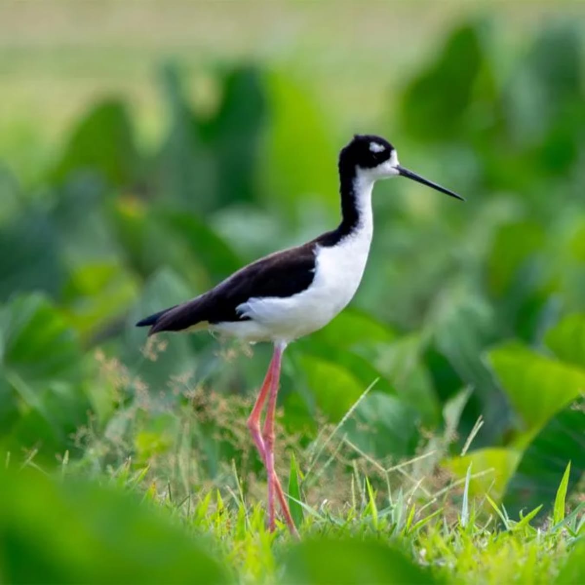 Hawaiian Stilt Soars from Endangered to Threatened Status - Image 2