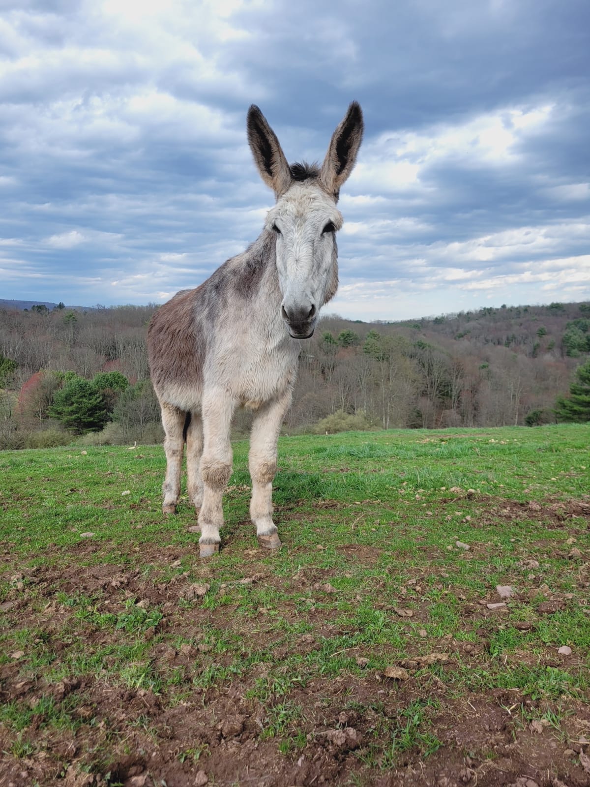 Hank the Donkey Sets World Record With 18-Inch Ears - Image 2