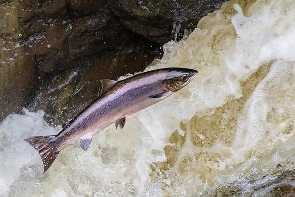 Atlantic salmon swimming upstream in a Maine river during spawning migration