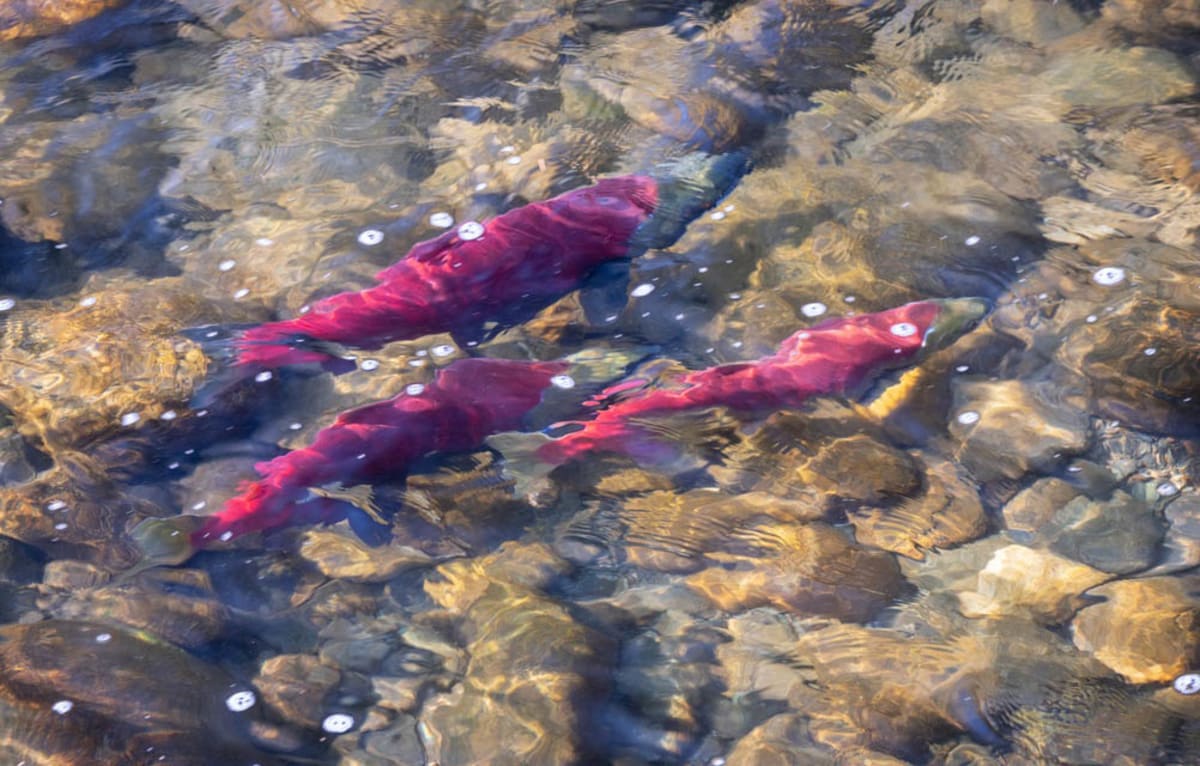Canada and Gitanyow Nation Sign 10-Year Fisheries Pact