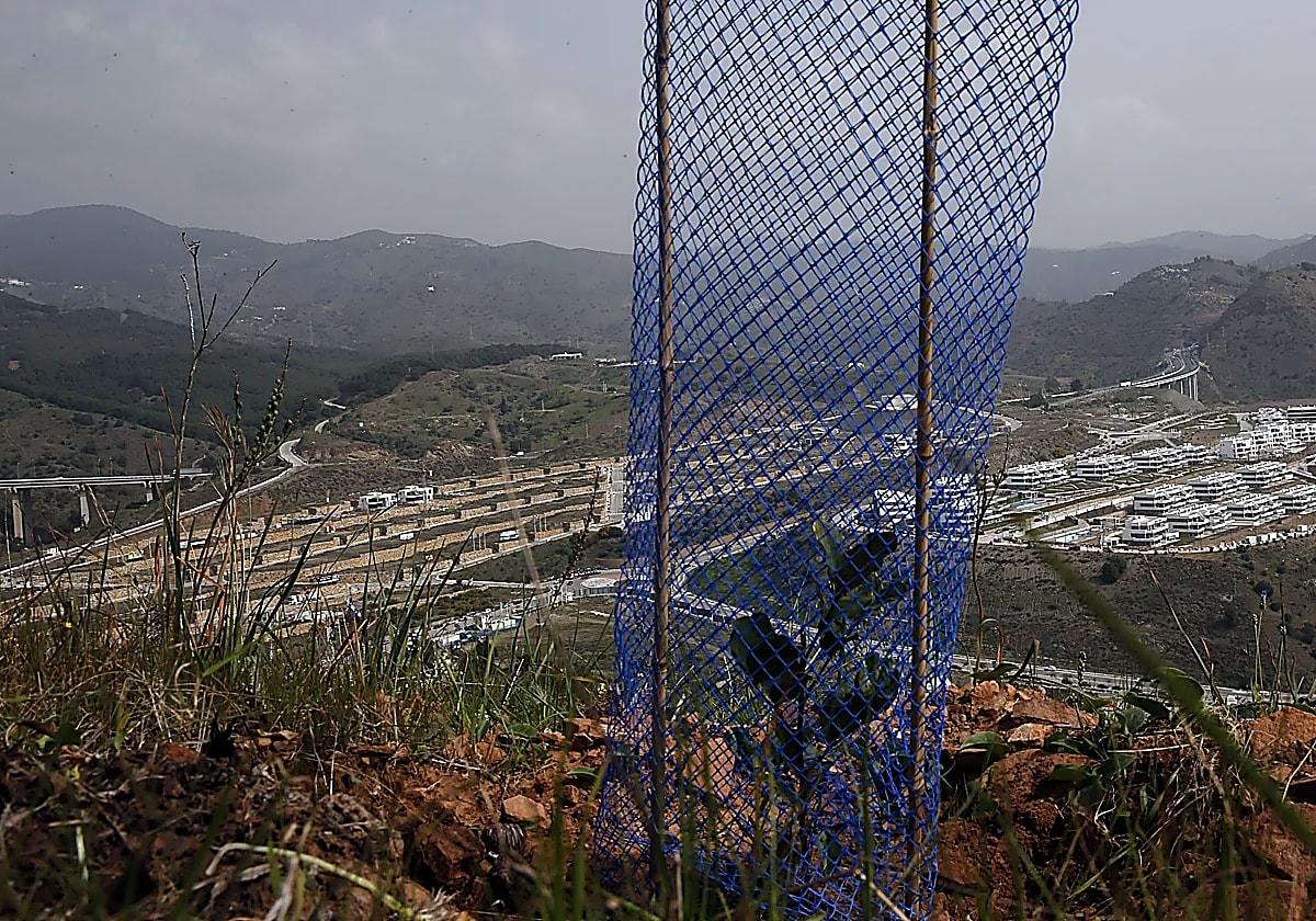 Protected young tree seedlings growing in rows at monte Victoria park in Malaga, Spain