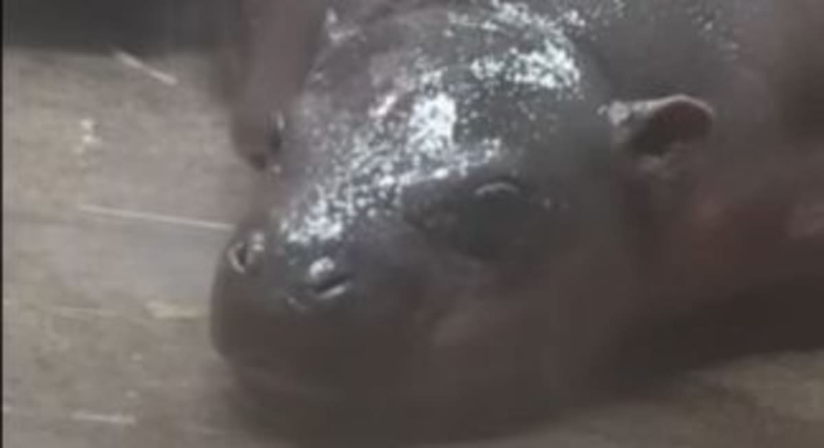 Baltic Seals Rebound to 60,000 After Near Extinction - Image 5