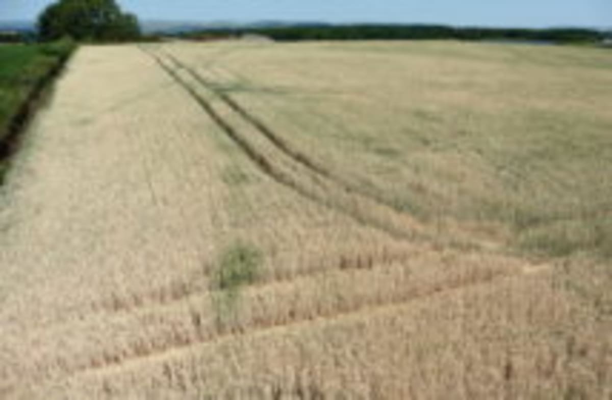 English Farmers Boost Bird Species 346% in 10 Years - Image 2