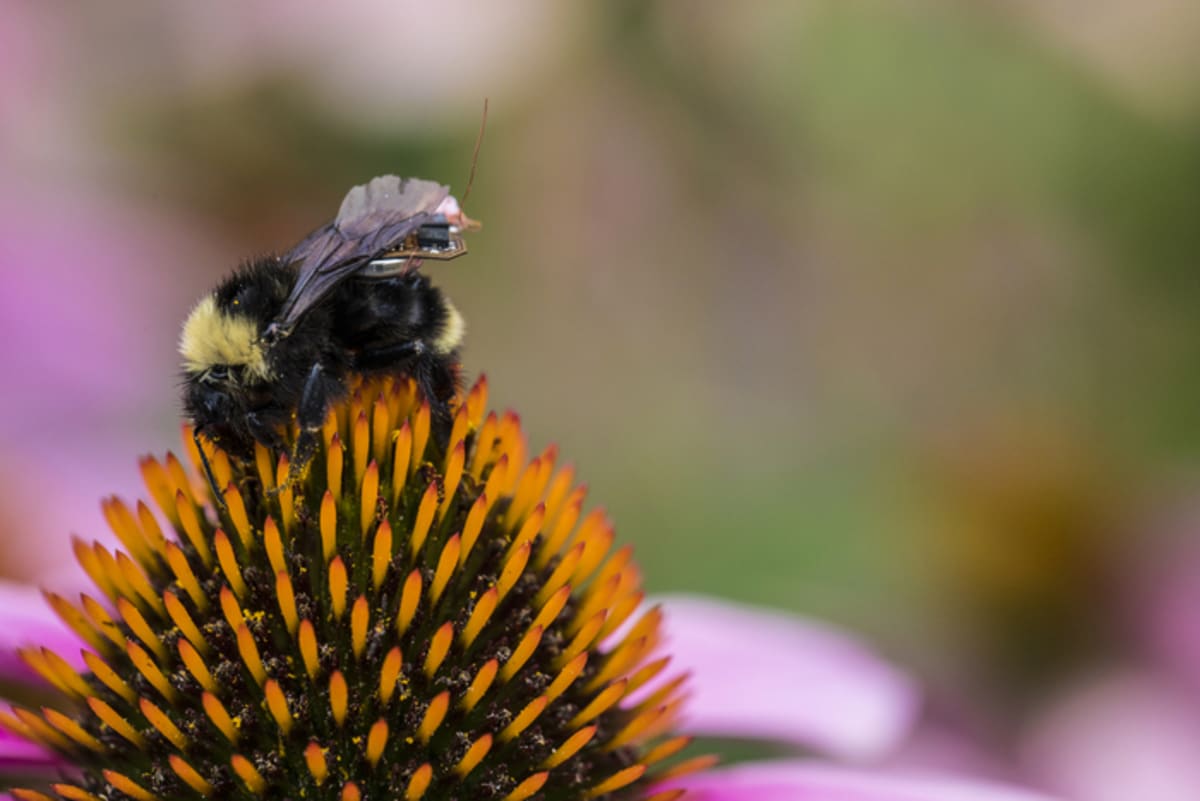 English Farmers Boost Bird Species 346% in 10 Years