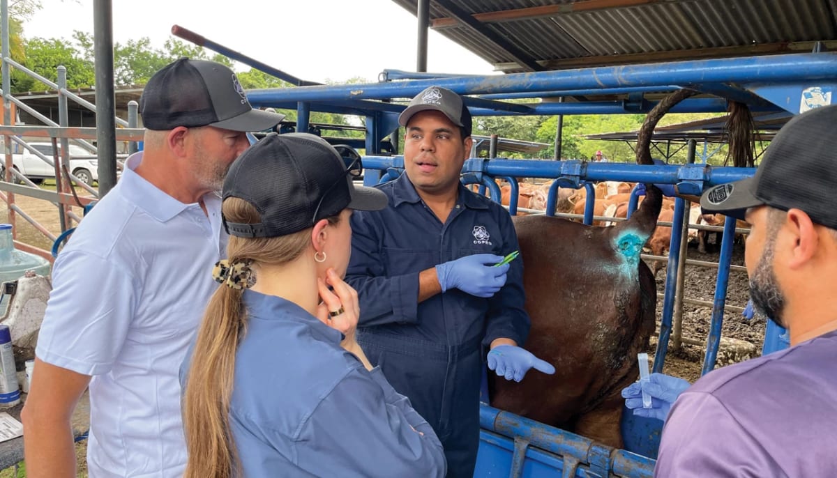 Government workers in protective gloves treat a cow with blue medication for screwworm parasite