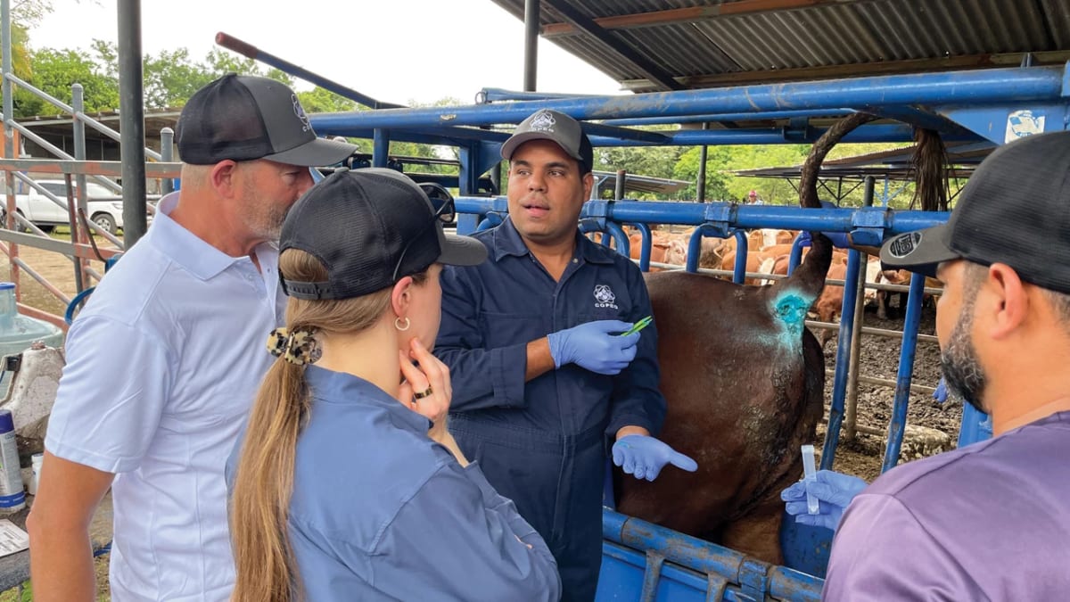 Old Drugs Save Livestock from Flesh-Eating Parasite - Image 2