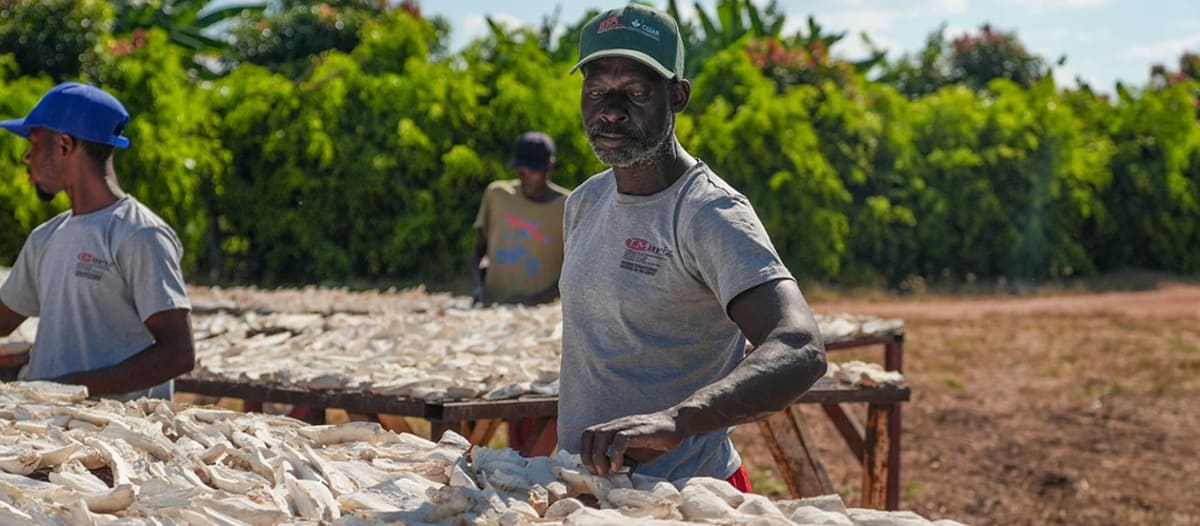 Angola's $1.45B Farm Plan to Create 700,000 Jobs by 2030 - Image 2