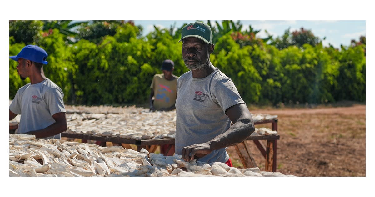 Workers harvesting crops at a cassava farm in Angola's agricultural region