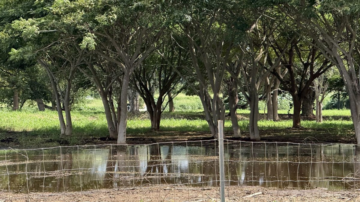 Volunteers distributing emergency supplies and meals to Hawaii storm survivors during recovery efforts