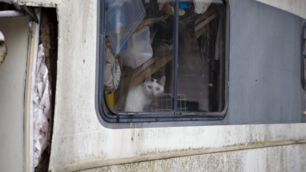 Dayton Rescues 43 Cats from Unsafe RV, 300+ Animals Saved