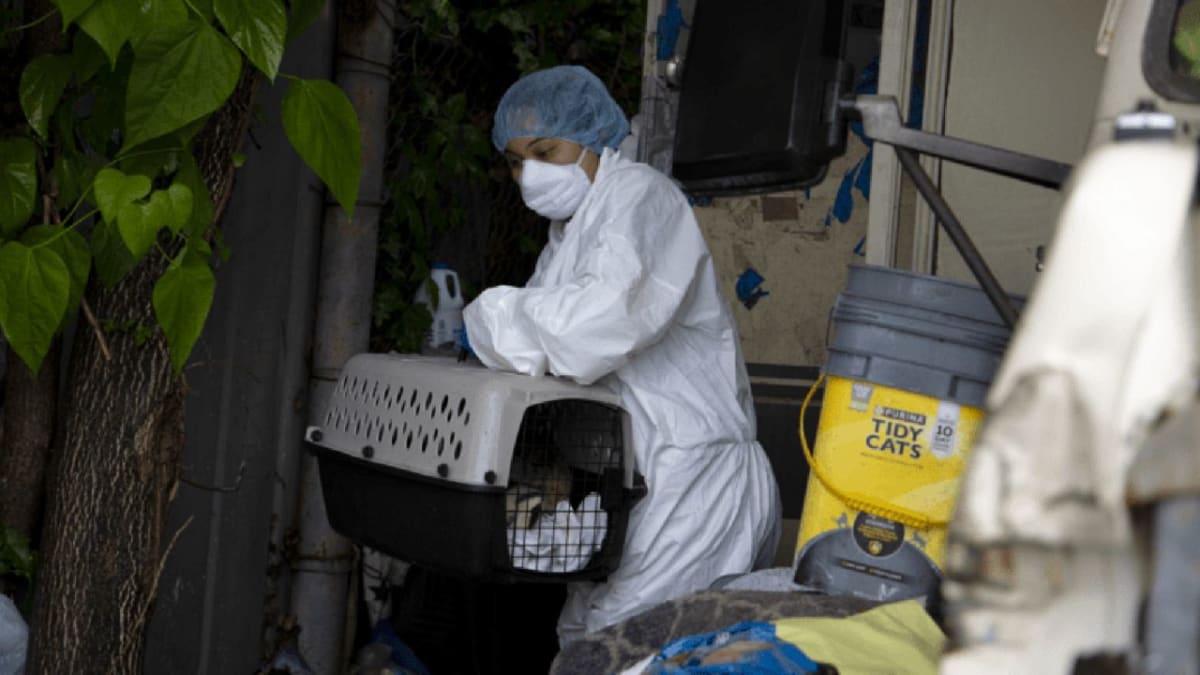 Dayton Rescues 43 Cats from Unsafe RV, 300+ Animals Saved - Image 2