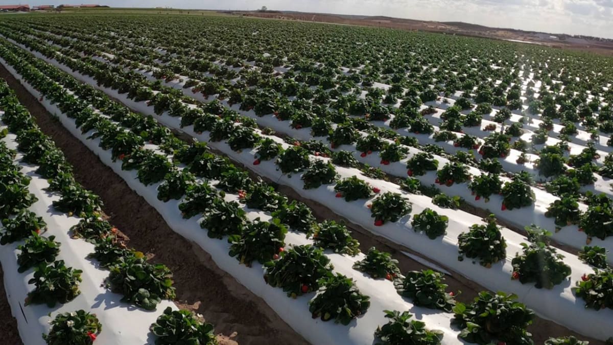 Volunteer Named Hero After 33 Years at Arnold Palmer Event - Image 2