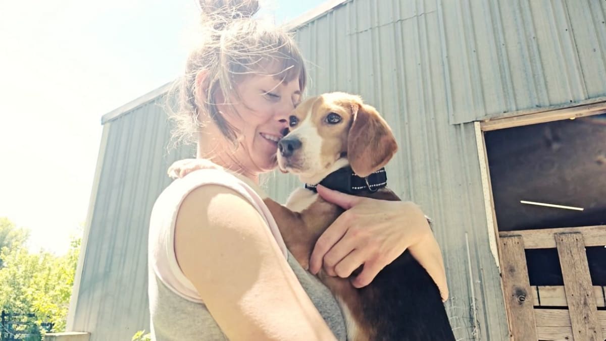 Rescued Beagles Get First Taste of Love in Wisconsin