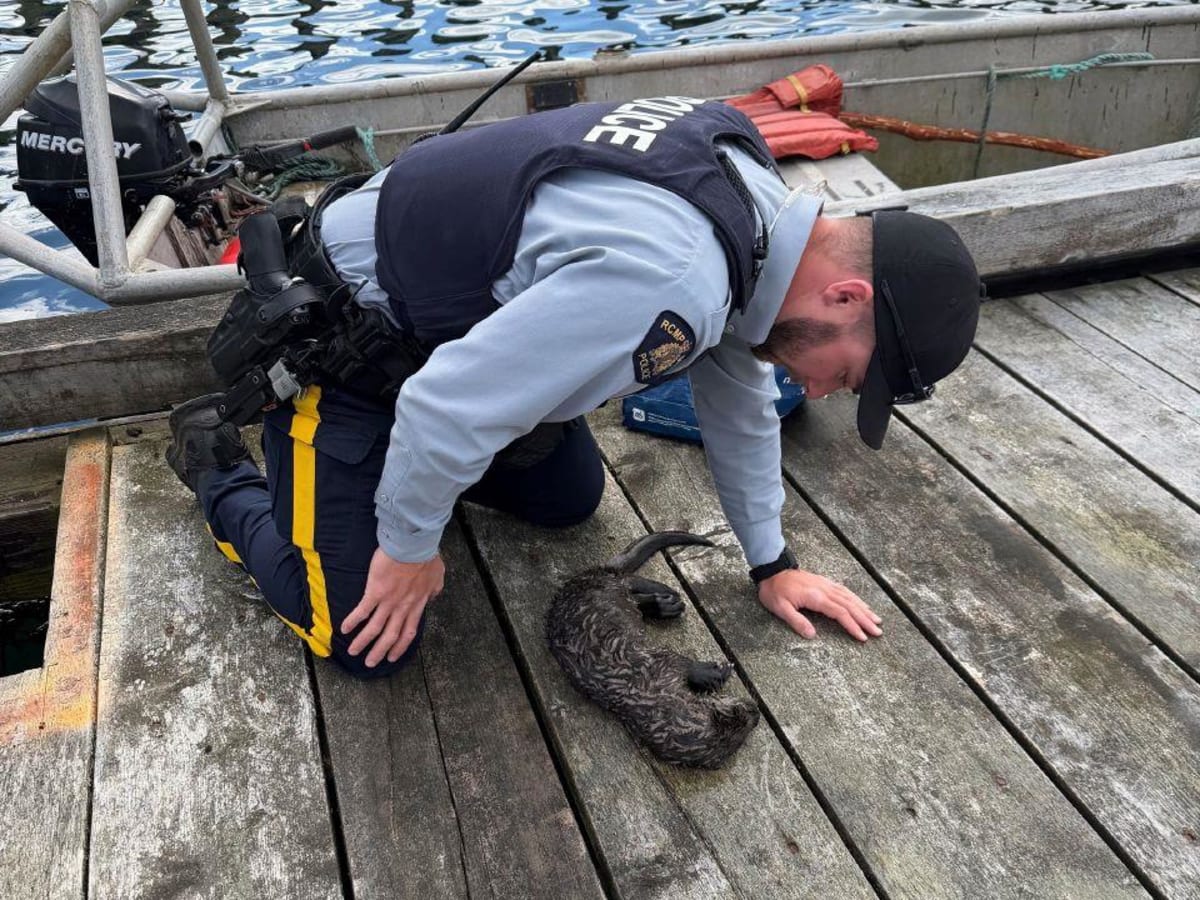 Juvenile river otter wrapped in towel after being rescued from fishing net entanglement