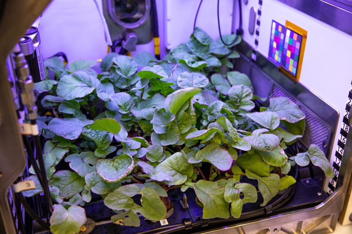 NASA Funds 12 Studies to Grow Food and Keep Astronauts Healthy