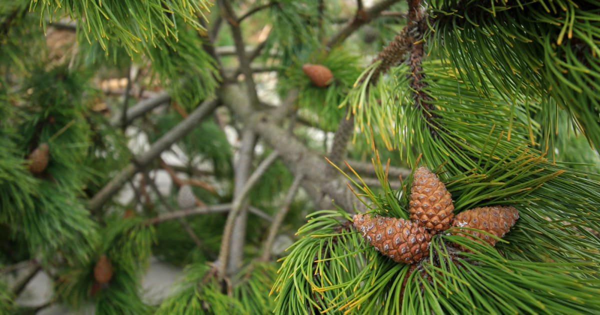 Ranger Finds Tree Extinct 2 Million Years in Sydney Canyon