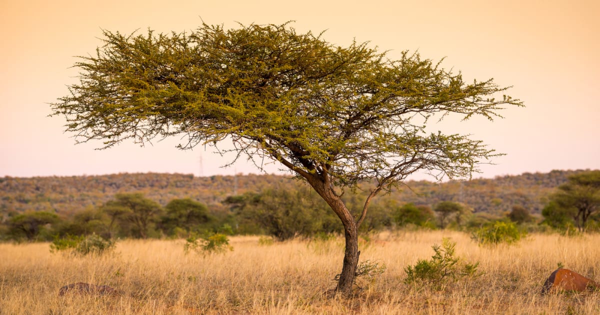 Green shoots emerging from dry Sahel soil showing natural tree regeneration in Niger farmland