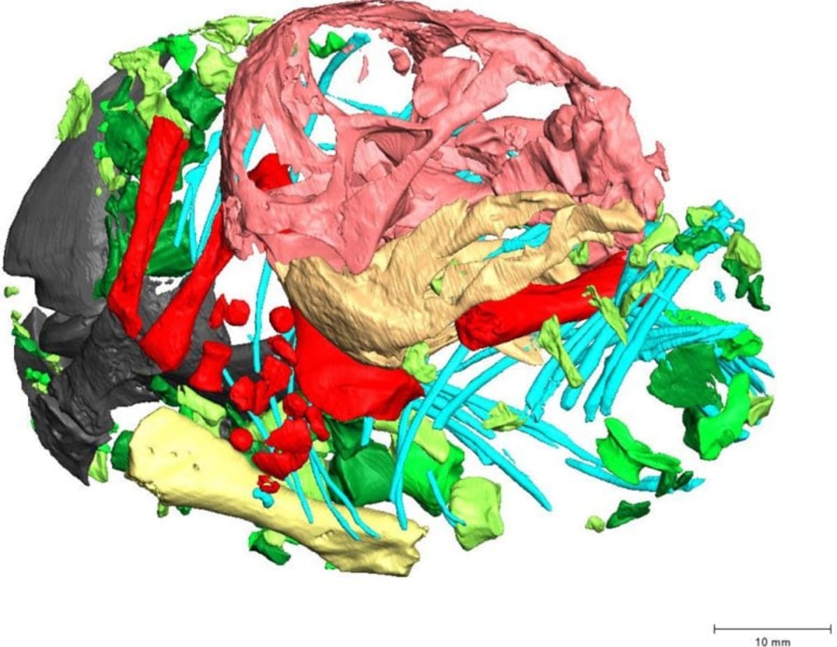 250-Million-Year-Old Egg Reveals Mammal Ancestor Secrets - Image 4