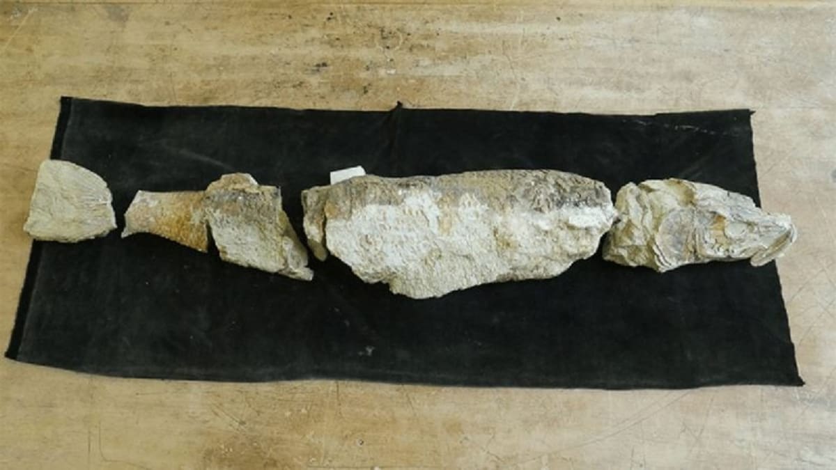Lost Notebooks Solve 25-Year Mystery of Ancient Fish - Image 2