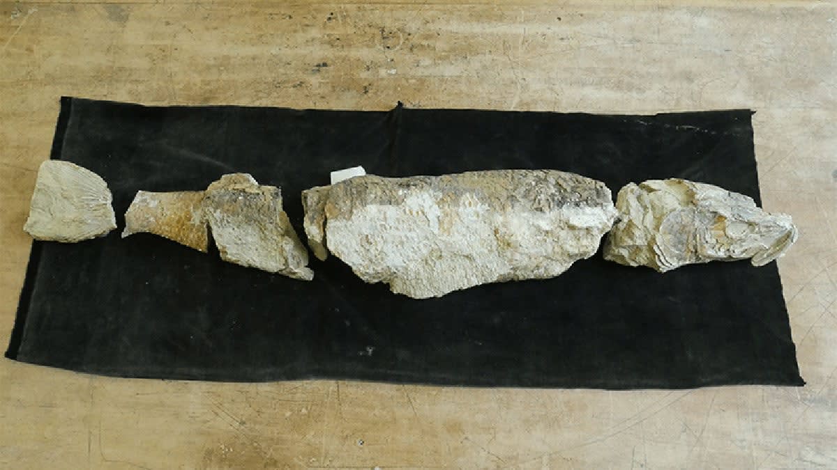 Researchers holding painting of 55-million-year-old tarpon fossil discovered on Pitt Island, New Zealand