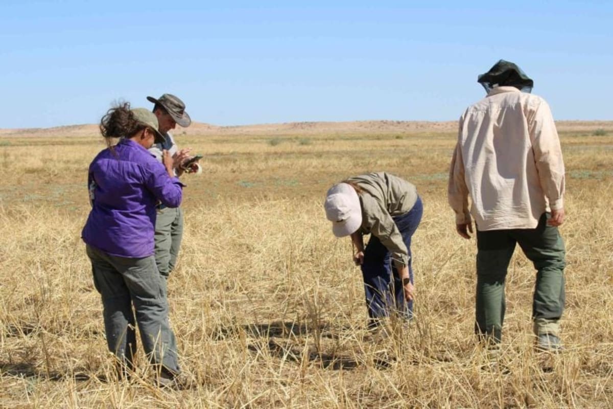 Tall channel millet grass with brown seedheads growing in Australian outback landscape