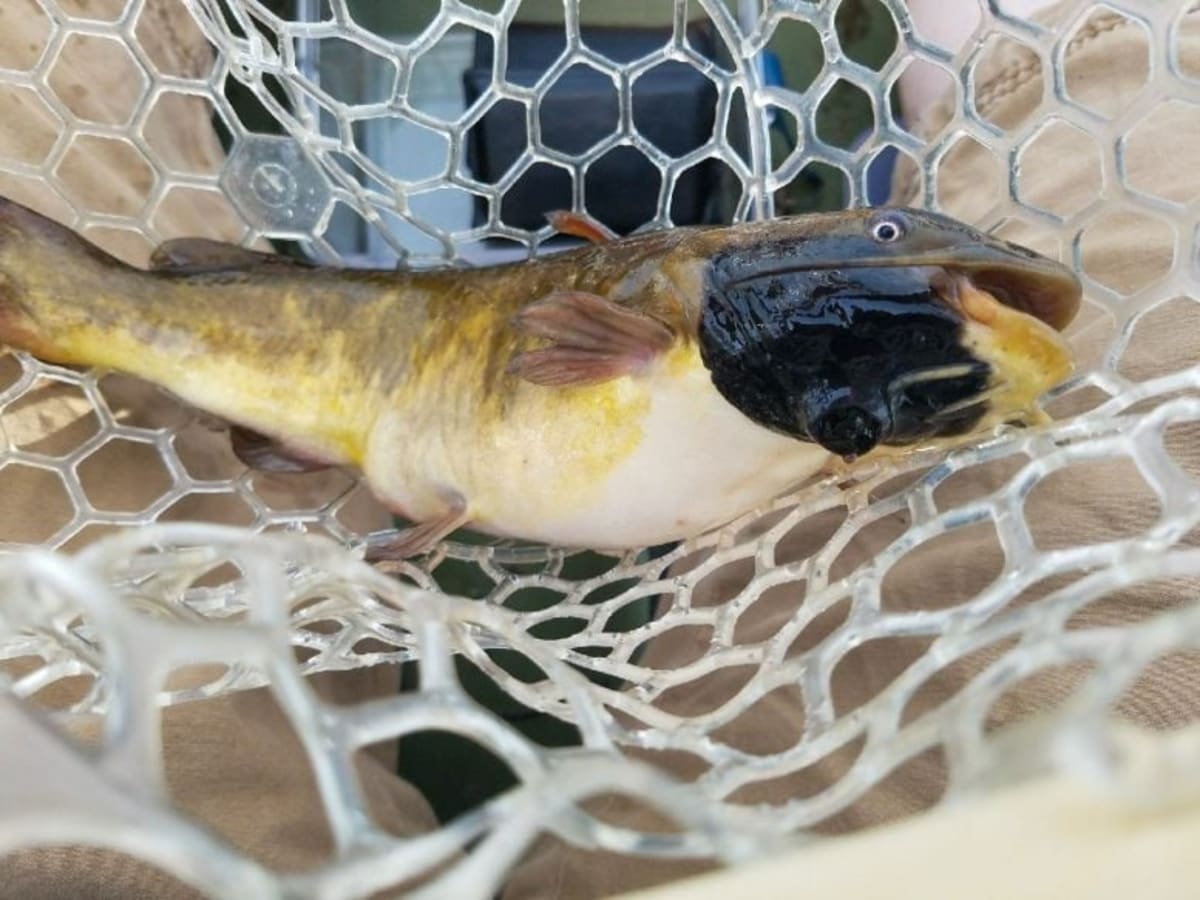 Vermont Scientists Find First Freshwater Transmissible Cancer - Image 2