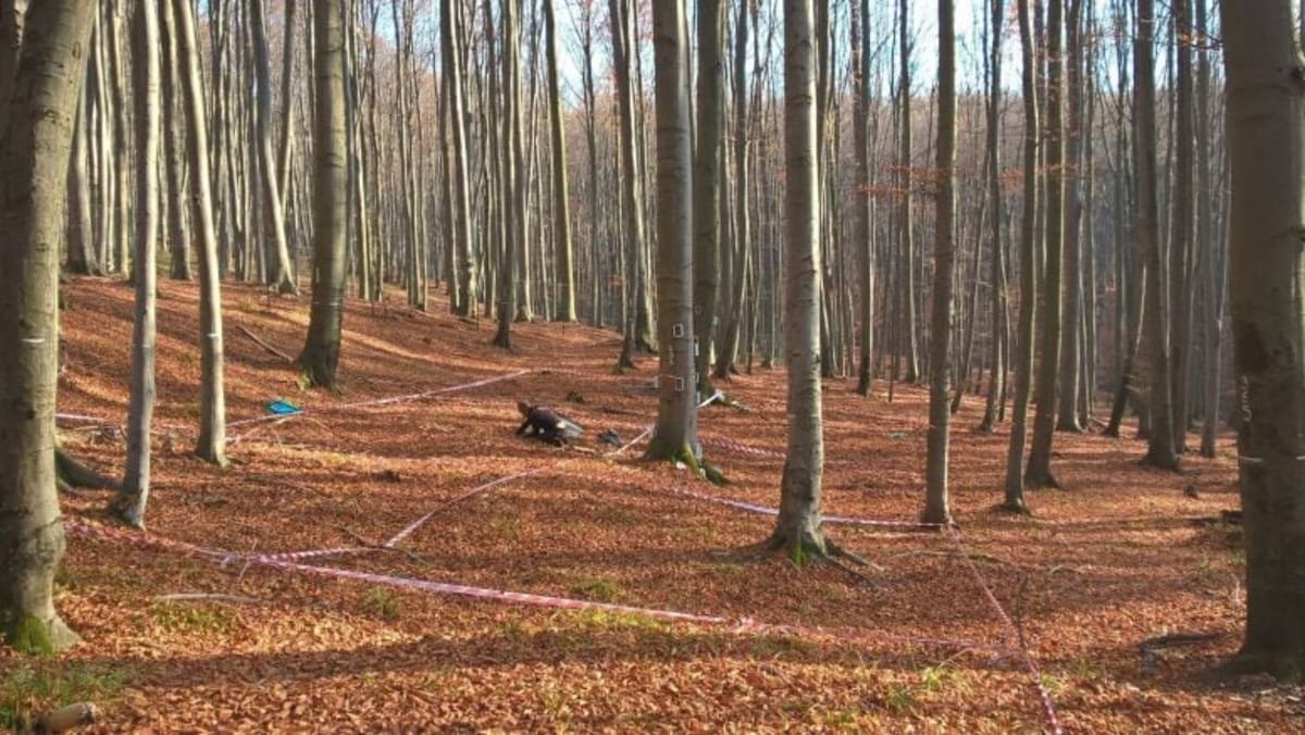 German Forests Absorb More Methane as Climate Warms - Image 3